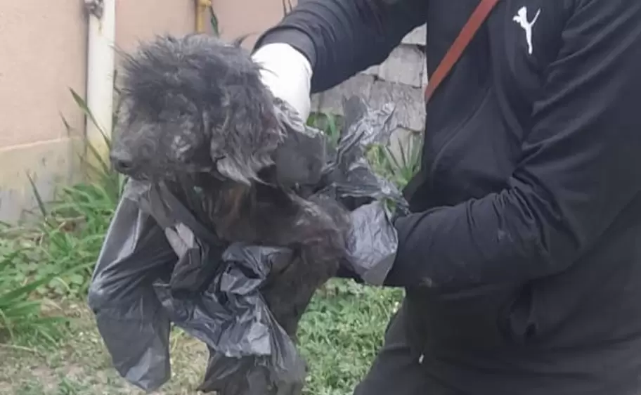 perrito rescate