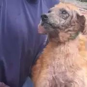 Dos perros fueron rescatados de una vivienda tras denuncias por maltrato animal