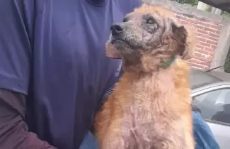 perrito rescate