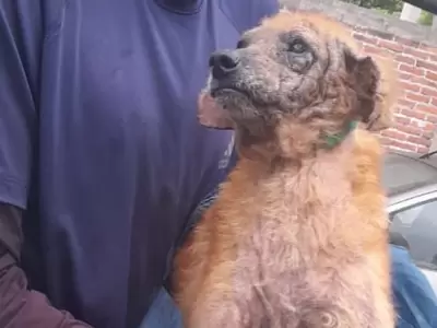 perrito rescate