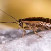 Un peligro en la cocina: el electrodoméstico favorito de las cucarachas para esconderse y reproducirse