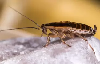 cucaracha