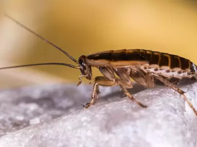 cucaracha