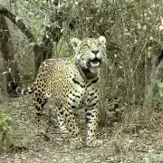 Mataron a Acaí, la yaguareté que había sido liberada en El Impenetrable chaqueño en octubre