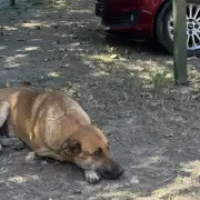 Condenaron a dos hombres acusados de torturar y matar a "Gringo", el perro comunitario de La Mendieta
