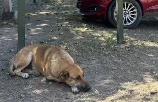 Gringo, perro asesinado en La Medieta