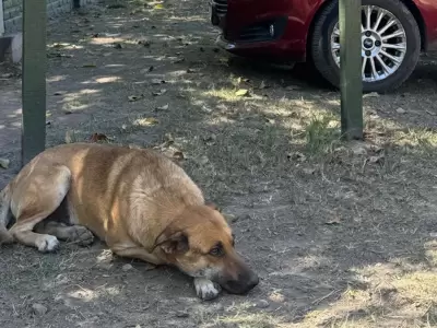 Gringo, perro asesinado en La Medieta