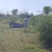 Rescataron a caballos que fueron atacados por un enjambre de abejas: estaban atados y no pod�an huir