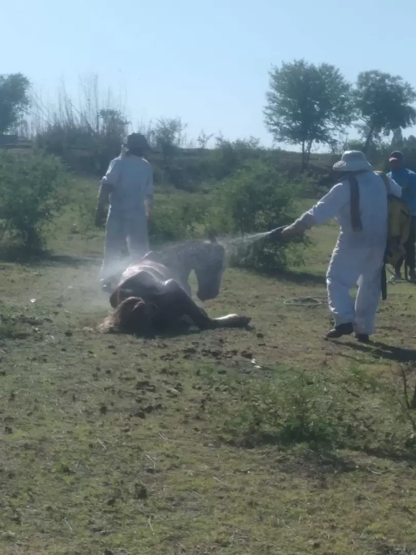 ataque de enjambre a caballos