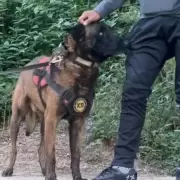 Roco, un perro de la Policía de Jujuy, rescató a un menor desaparecido en Campo Verde