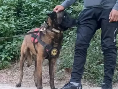 roco perro policia