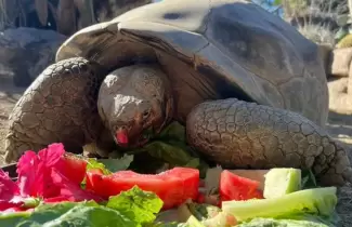 tortuga gramma