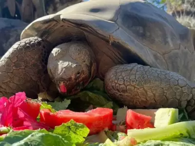 tortuga gramma