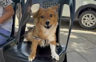 perrito perro