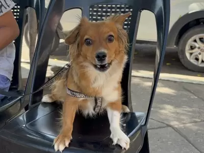 perrito perro