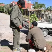 San Salvador de Jujuy supera los 3.000 ejemplares plantados en este 2025