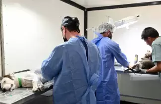 Castraci�n cronograma