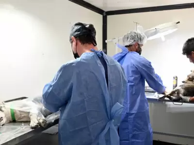 Castraci�n cronograma