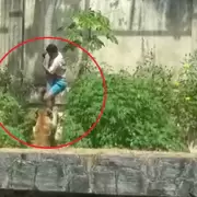 Un joven murió tras ingresar a la jaula de una leona en un zoológico de Brasil