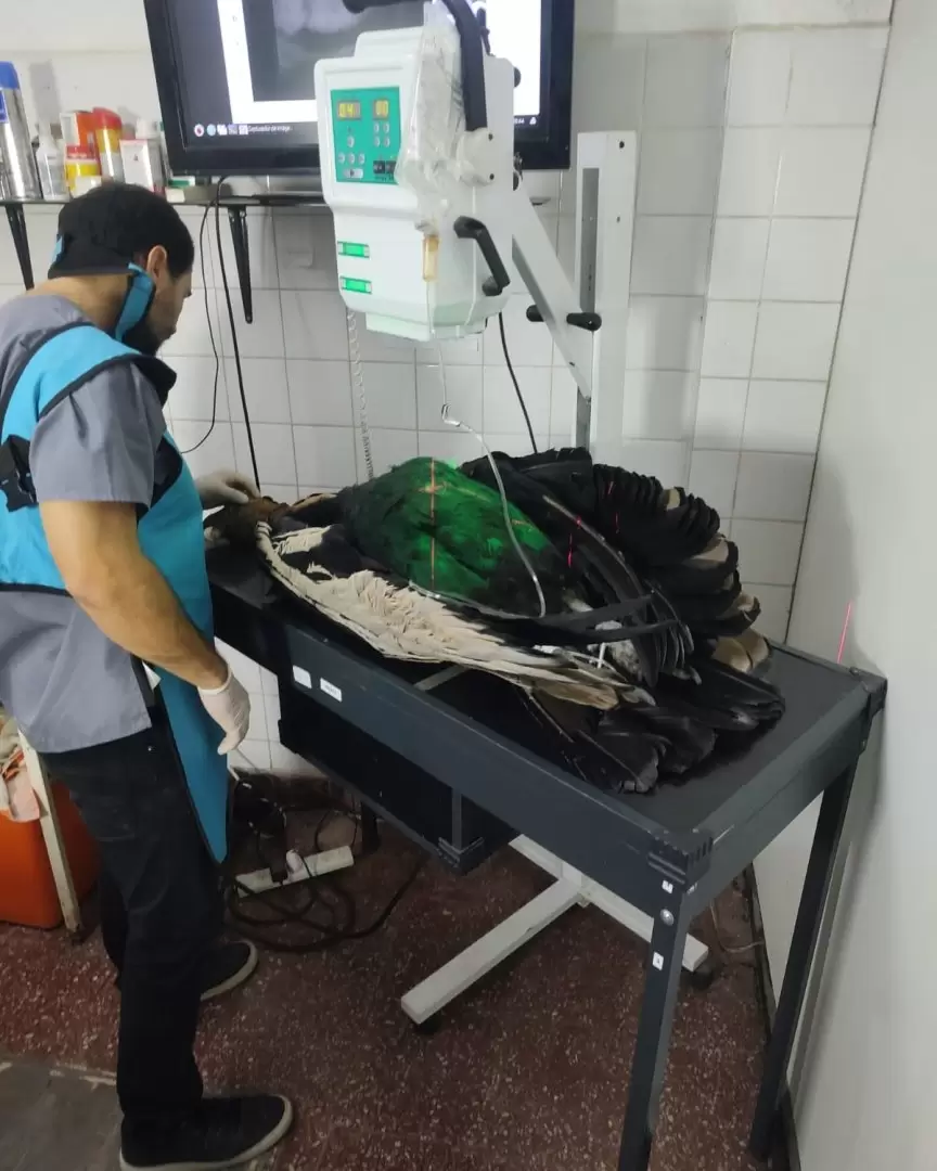 Cóndor andino hallado en Volcán en rehabilitación