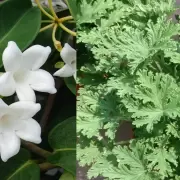 Jazmín y citronela: la dupla ideal para mantener a los mosquitos lejos de tu jardín