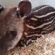 Rescataron un ejemplar de tapir en Ledesma