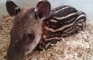 tapir rescatado