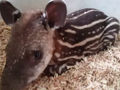 tapir rescatado
