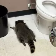 Un mapache entró a una licorería, rompió botellas de whiskey y lo encontraron borracho en el baño