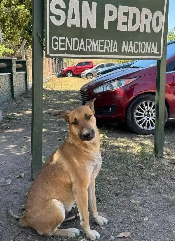 Gringo, el perro comunitario asesinado en La Mendieta