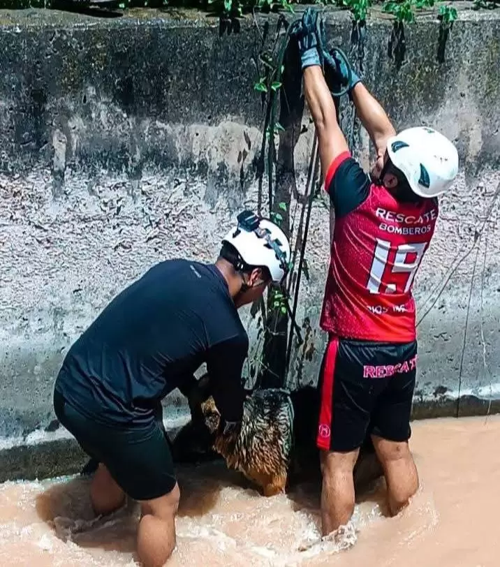 rescate de canino en El Carmen