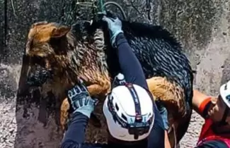 rescate de perro en El Carmen