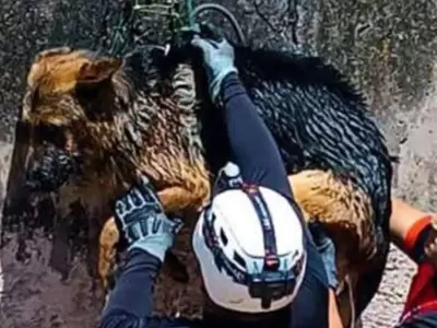 rescate de perro en El Carmen