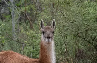 guanaco