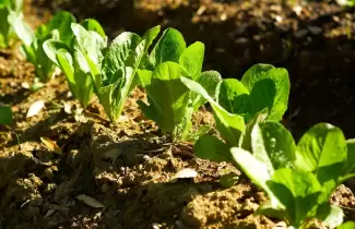 Producci�n lechuga gen�rica