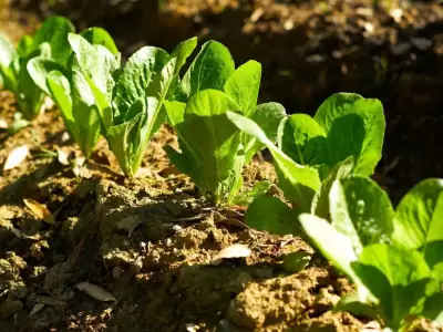 Producci�n lechuga gen�rica