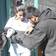 Conoc� el cronograma de castraciones y vacunaciones en la capital juje�a