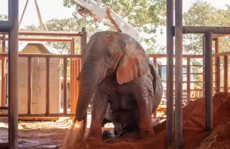 kenya ultima elefante en cautiverio en argentina