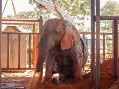 kenya ultima elefante en cautiverio en argentina