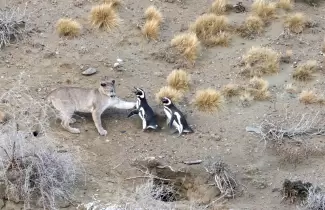 pumas ping�inos