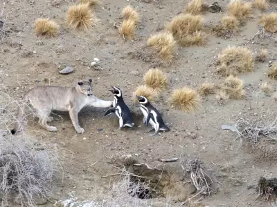 pumas ping�inos