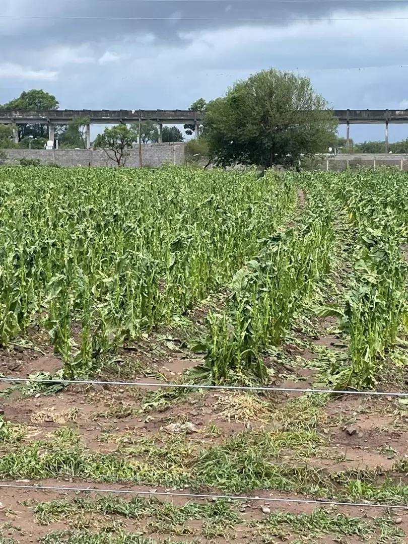 granizo en Los Alisos