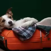 De ahora en m�s, las mascotas podr�n viajar en trenes y micros de larga distancia: cu�les son los requisitos