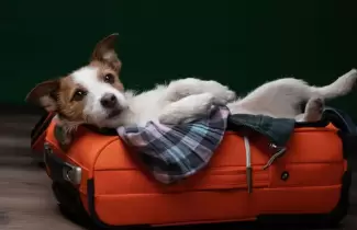 viaje mascota