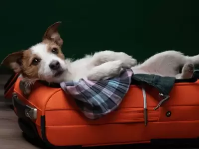 viaje mascota