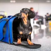 Cómo se implementará el traslado de mascotas en colectivos de larga distancia en Jujuy