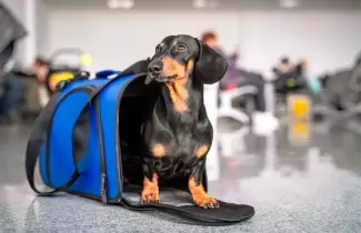 viaje mascotas