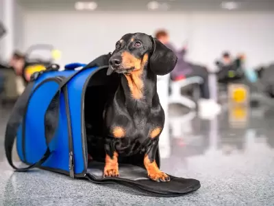viaje mascotas