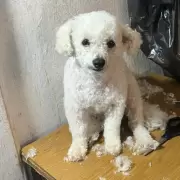 Buscan a un perrito que se perdió en Barrio Mariano Moreno: ofrecen recompensa por encontrarlo