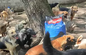 asociaci�n amigos del animal